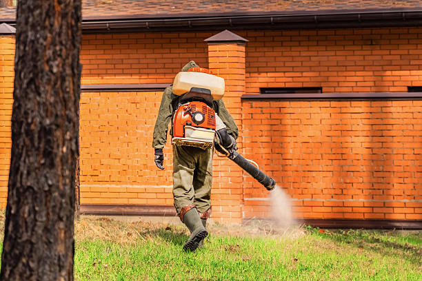 Trusted Ant Control service in Pinewood Estates, TX - Nex Pest Control